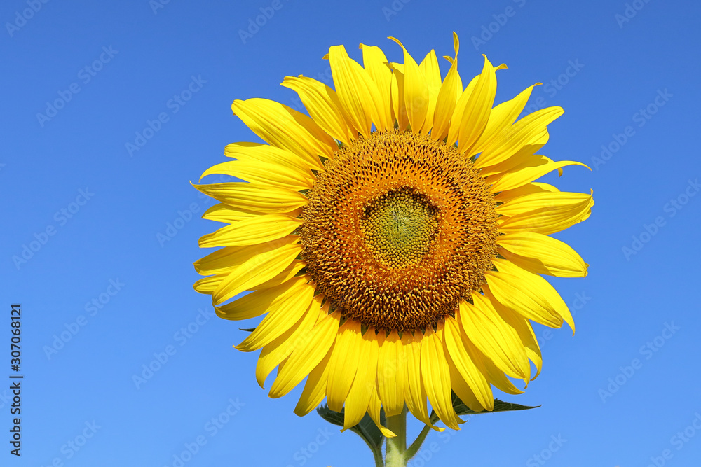 Beautiful sunflower blooming in the field. Beautiful sunflower blooming in the field.