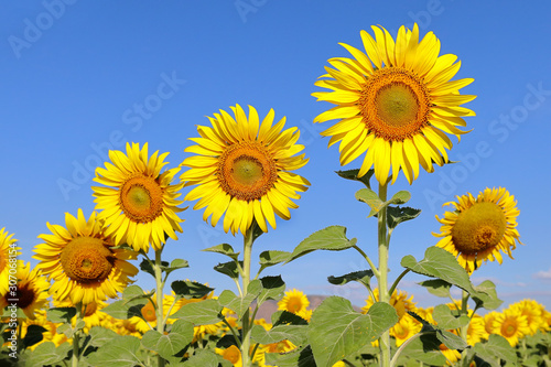 Beautiful sunflower blooming in the field.