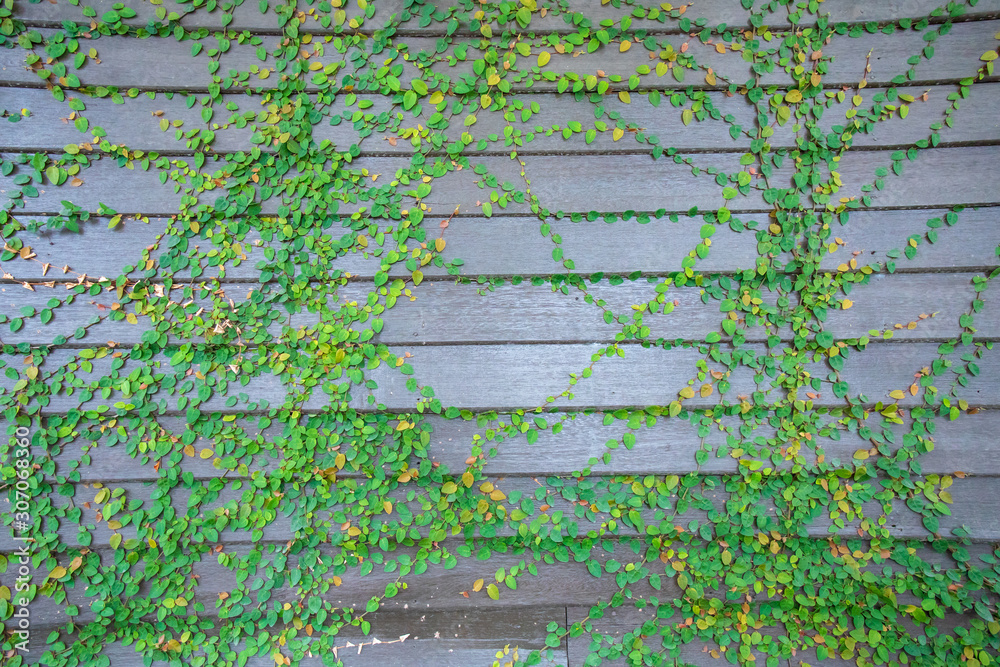 Fototapeta premium Green ivy plant on the old wooden wall plank for backdrop or background.