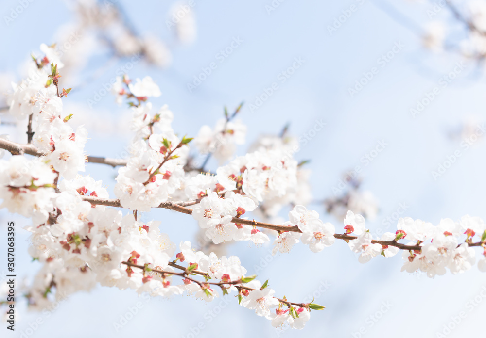 Blossoming of the apricot tree in spring time with white beautiful flowers.