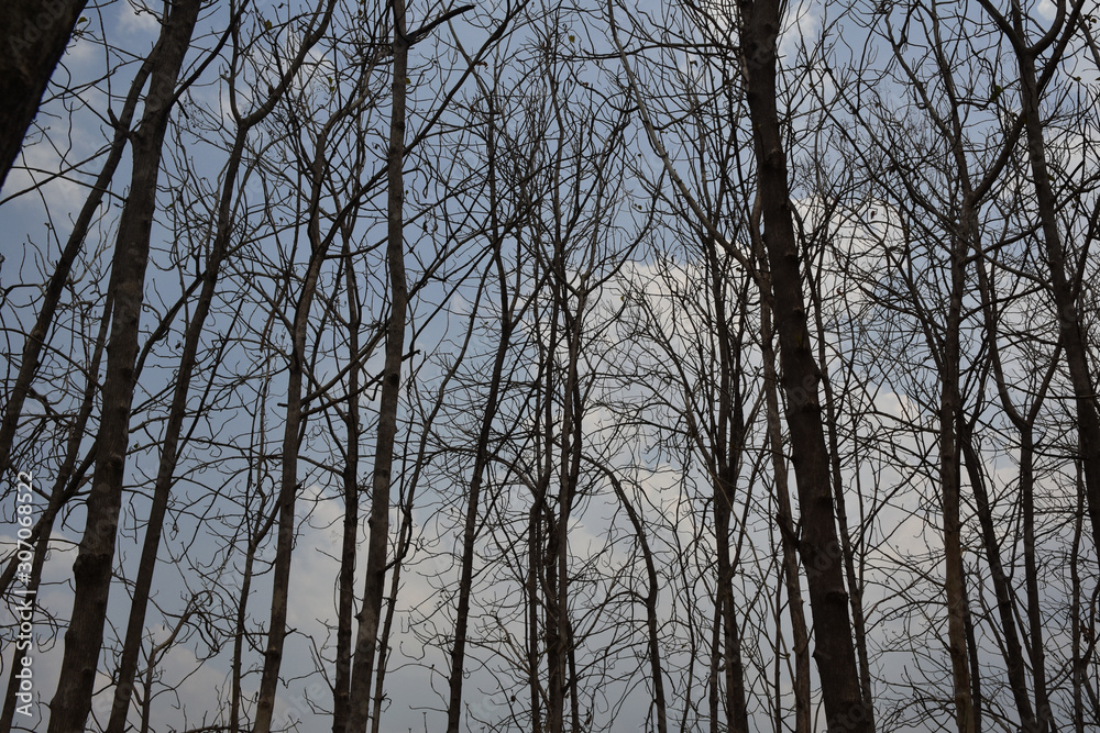 Drought in dry teak forest And mixed forest. During the dry season. Drought in dry teak forest And mixed forest. During the dry season.