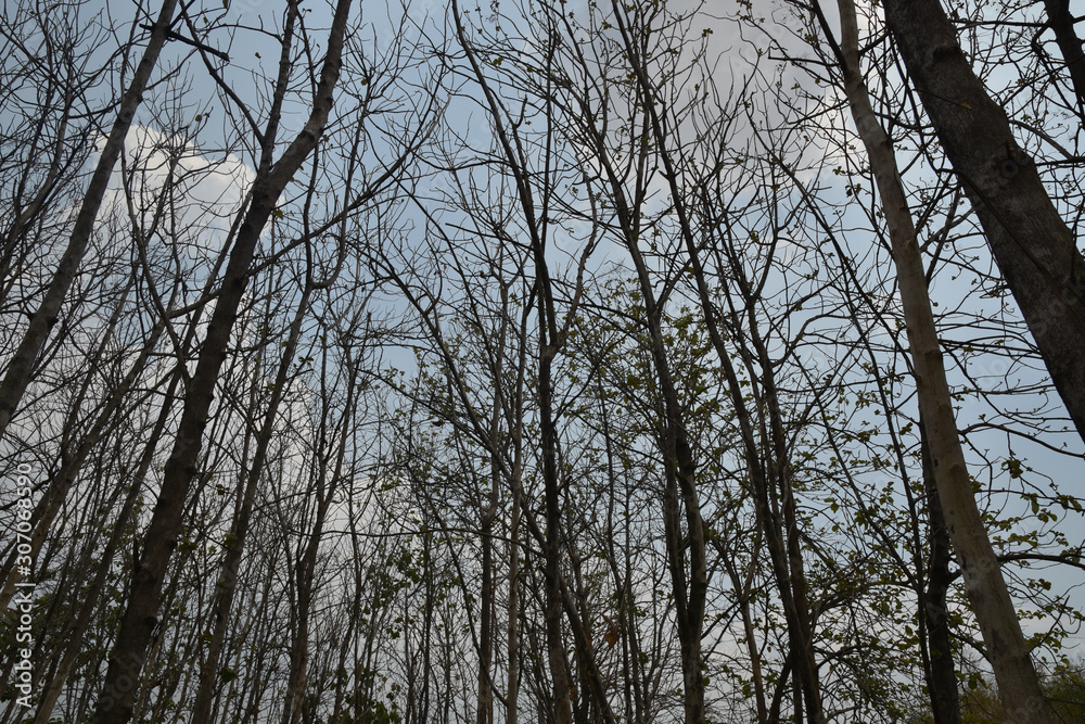 Drought in dry teak forest And mixed forest. During the dry season. Drought in dry teak forest And mixed forest. During the dry season.