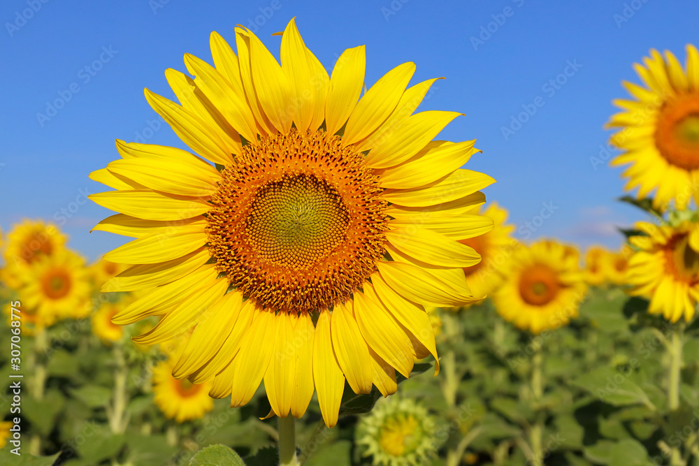Beautiful sunflower blooming in the field.