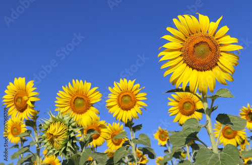 Fototapeta Naklejka Na Ścianę i Meble -  Beautiful sunflower blooming in the field.