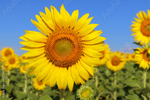 Beautiful sunflower blooming in the field.