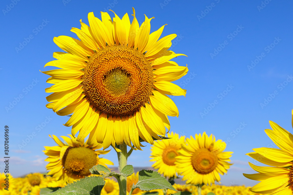 Beautiful sunflower blooming in the field. Beautiful sunflower blooming in the field.