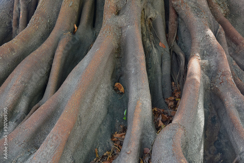 Tree roots in the garden, Nature background concept