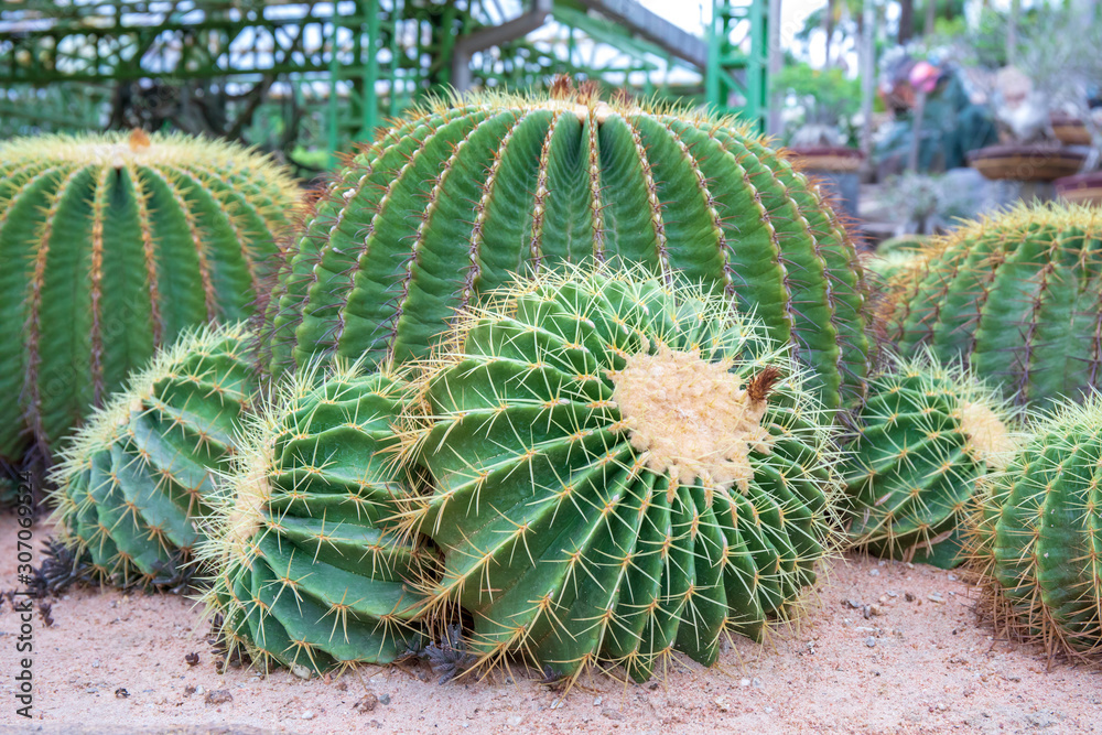 Echinocactus grusonii or cactus in desert. Echinocactus grusonii or cactus in desert.