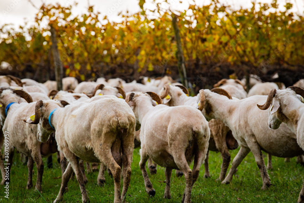 Sustainable development, Flock of sheep grazing grass in Bordeaux Vineyard