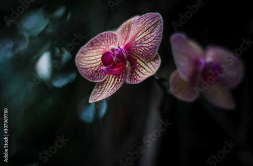 Two Orchids, on a green washed out background.
