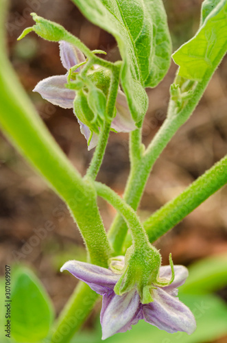 Underside Of Eggplant Blossoms