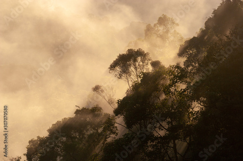 Morning mist in Ranomafana National Park, Madagascar