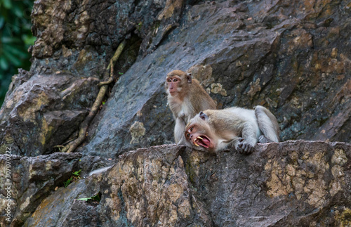 Obraz na płótnie wild monkeys sitting on a mountain w salonie
