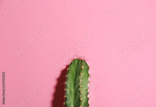 Beautiful cactus on pink background. Tropical plant