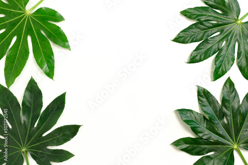 Border frame made of green aralia leaves on white background