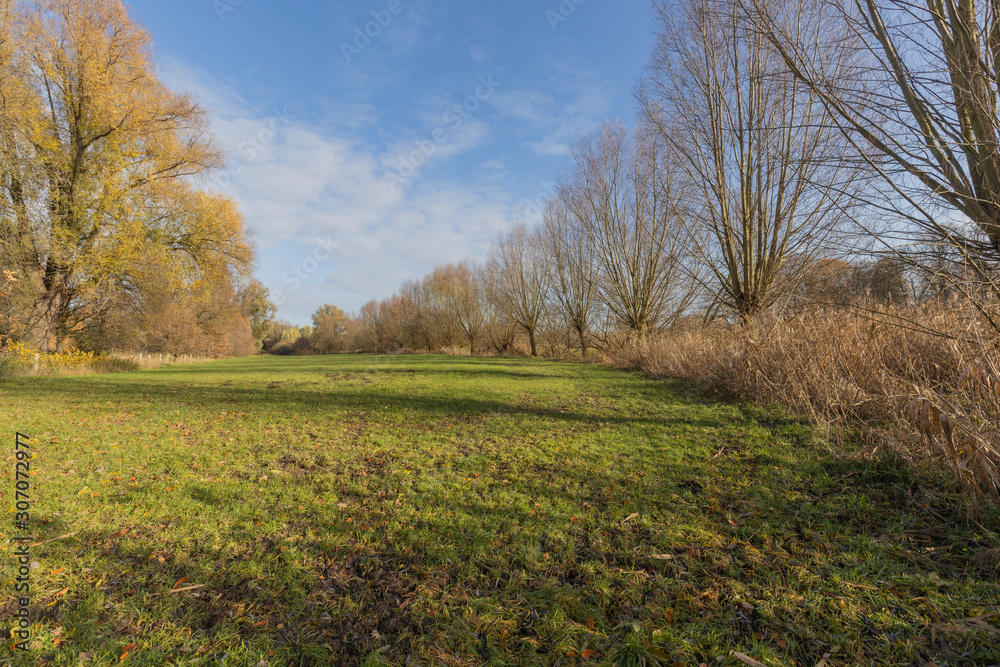 Krefeld-Verberg - View to pollard willows at Niepkuhlen  in a row/ Germany