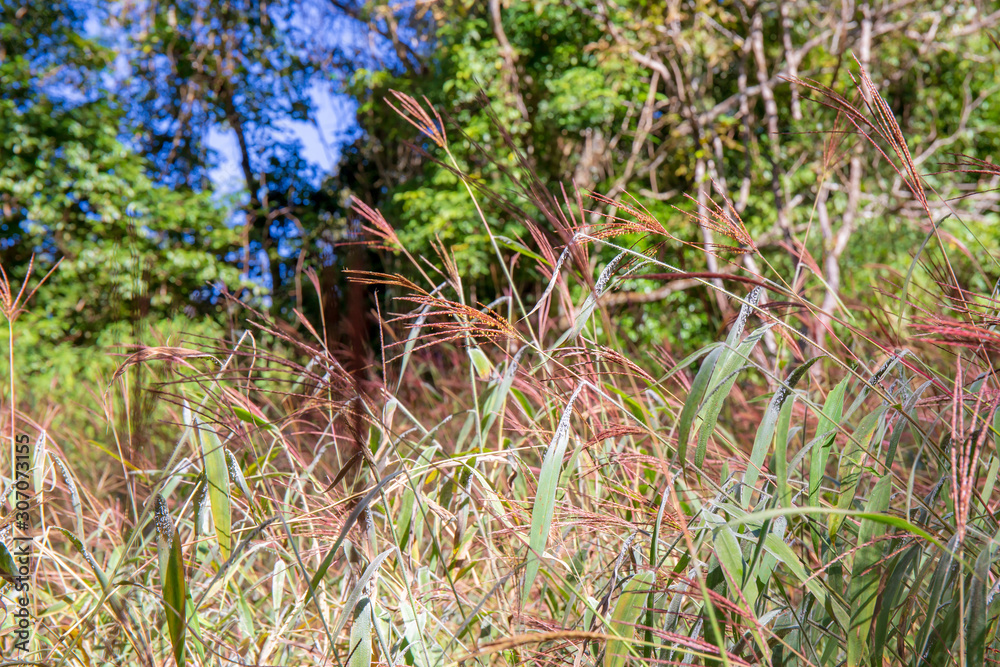 Grass flower at mountain forest hill and tree. Grass flower at mountain forest hill and tree.