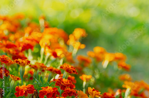 Tagetes erecta. Red marigolds flowers on a green background. Beautiful floral background. Selective focus. © Elena
