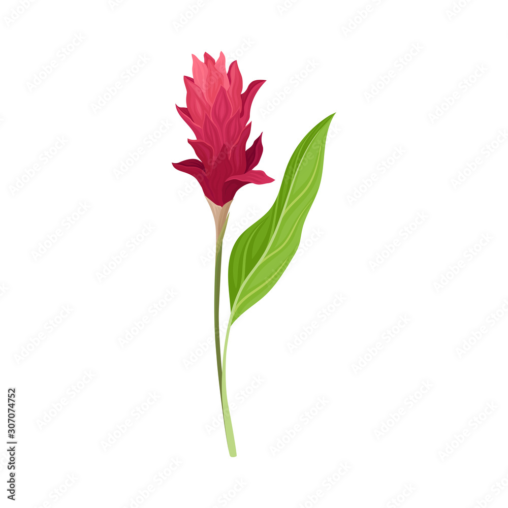 Beautiful Crimson Flower Of Asian Ginger Plant Vector Illustration Beautiful Crimson Flower Of Asian Ginger Plant Vector Illustration