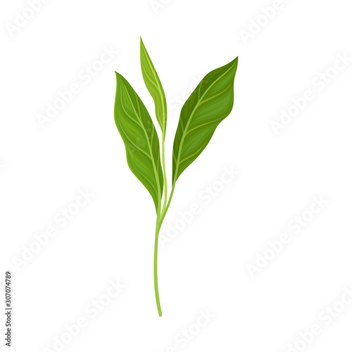 Green Sprout Of Asian Ginger Plant Vector Illustration © Happypictures