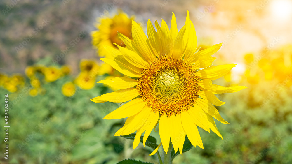 Sunflower field Nature background, blooming sunflowers close-up. Sunflower field Nature background, blooming sunflowers close-up.