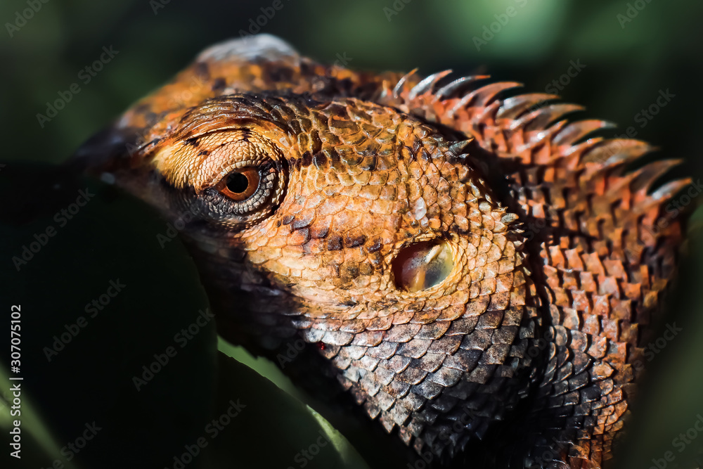 Obraz premium lizard, focus on the head. a lizard hiding behind the leaves