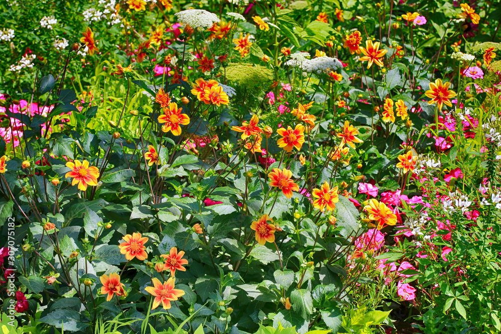 Fototapeta premium Flower meadow red yellow orange blossoms