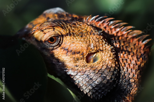lizard, focus on the head. a lizard hiding behind the leaves © Kenji