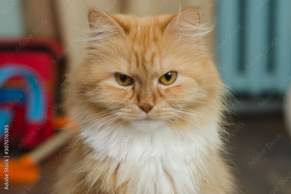 portrait of a domestic fluffy red cat