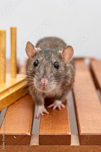Brown pet rat looking directly into the camera