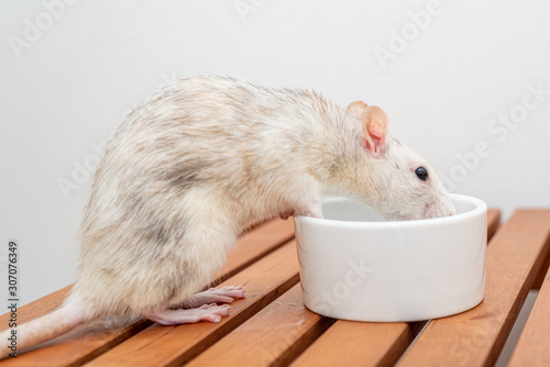 Grey-white pet rat drinking water from a white cup