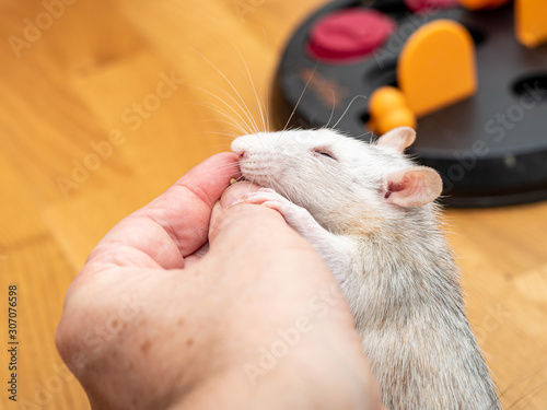 Man feeding his pet rats by hand © Marktl Robert