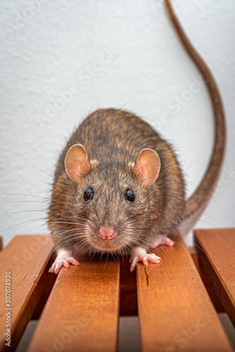 Brown pet rat looking directly into the camera