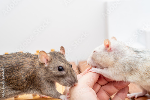 Wite-grey rat feeding from the hand of her holder while a brown rat is watching