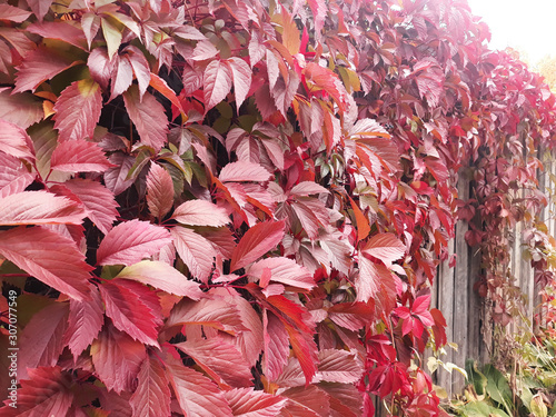 Red garden ivy leaves