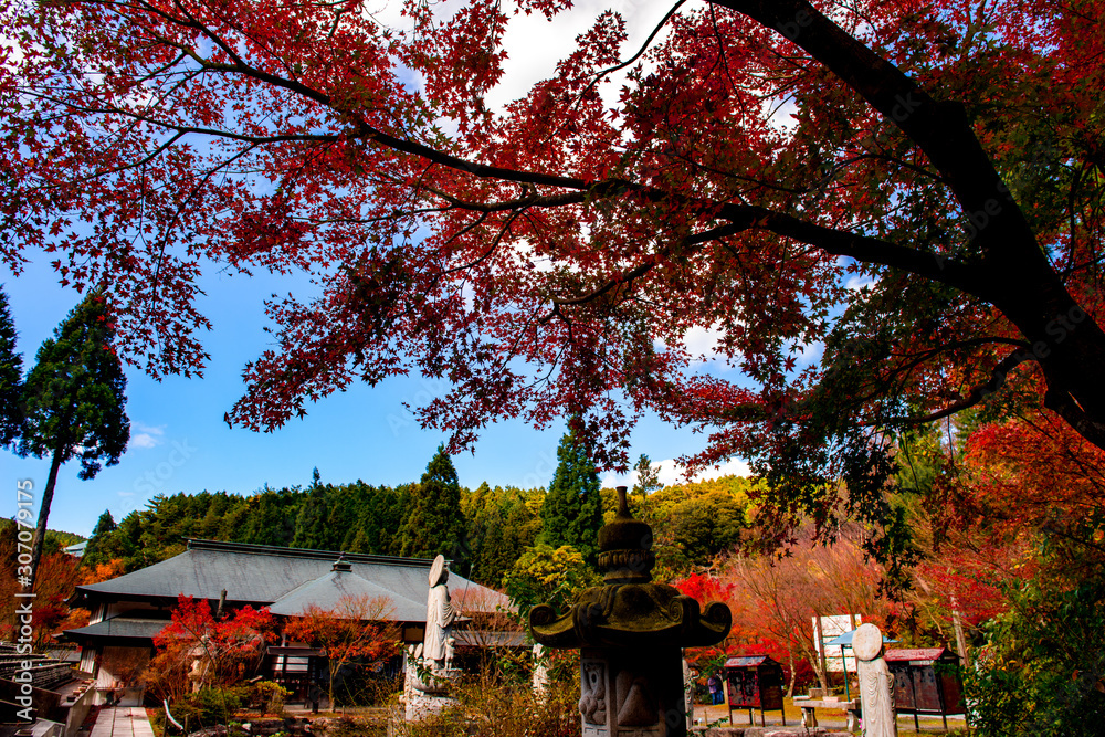 呑山観音寺の紅葉 呑山観音寺の紅葉