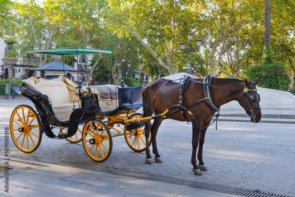 Harnessed horse resting while waiting for tourists in Seville