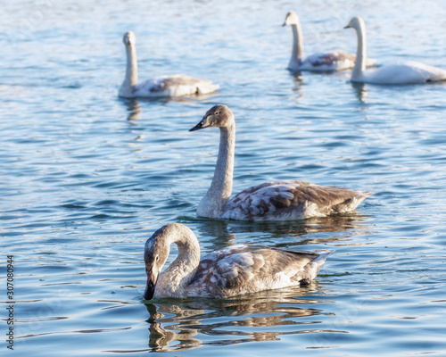 wild swans swim on the water on a Sunny day