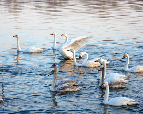 wild swans swim on the water on a Sunny day