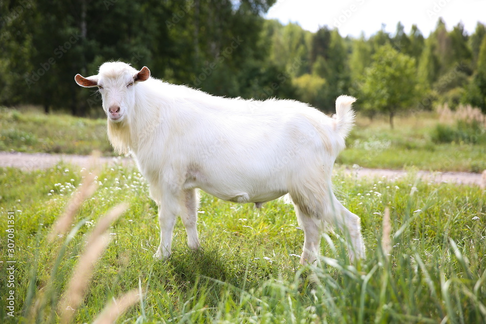 white goat in the summer in the village white goat in the summer in the village