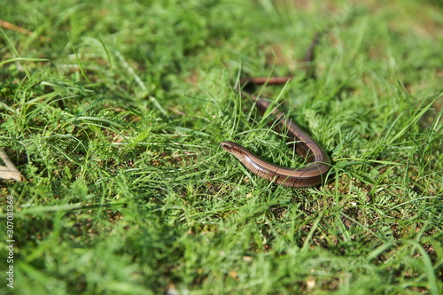 legless lizard in the grass