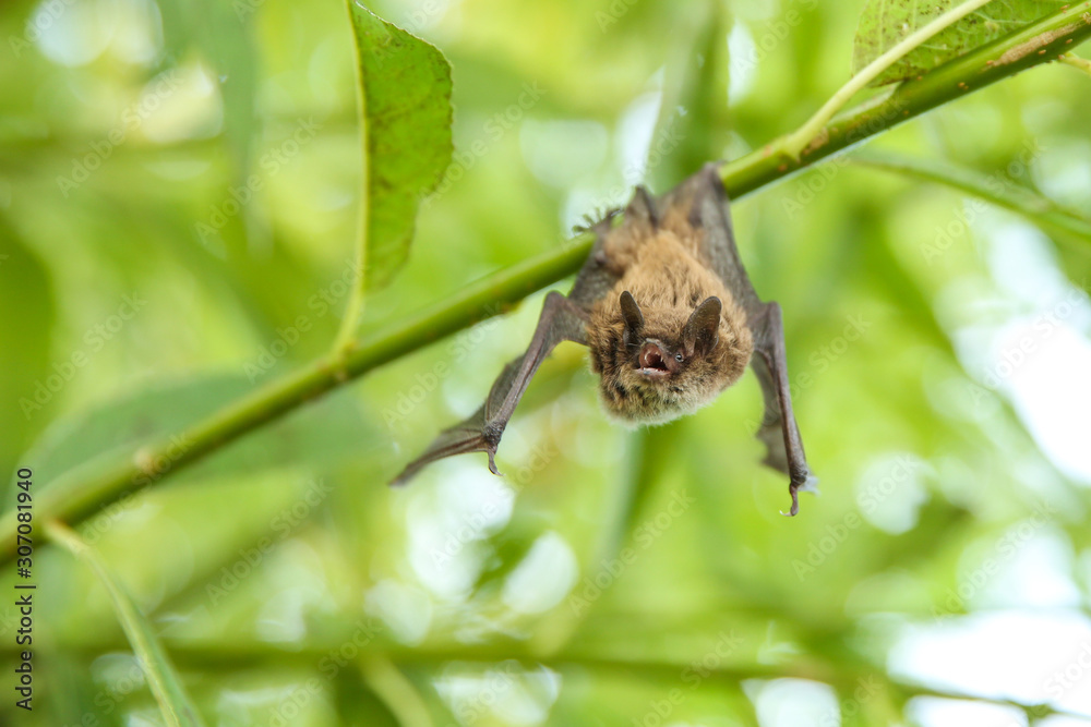 little bat hanging on a tree branch little bat hanging on a tree branch