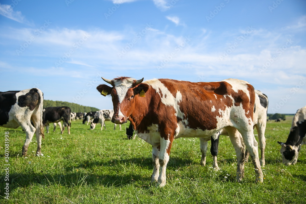 cows graze in a meadow in summer