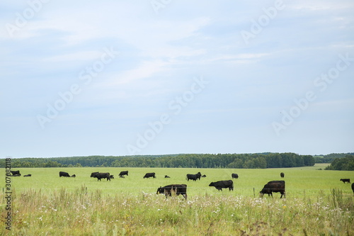 cows graze in a meadow in summer