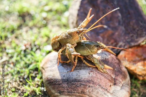 two crayfishes are on the stone