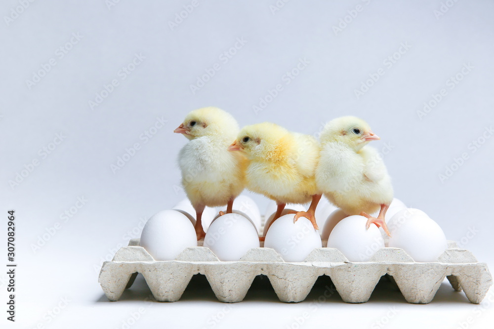 yellow chicks with chicken eggs on a white background with copy space yellow chicks with chicken eggs on a white background with copy space