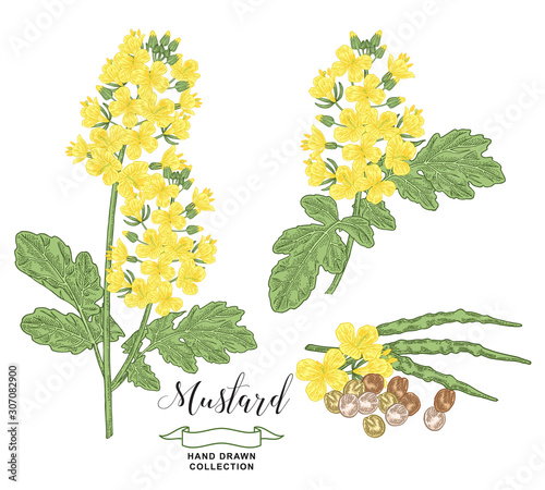 Mustard plant collection. Colorful flowers, pod and seeds of mustard isolated on white background. Vector illustration botanical. Vintage engraving style.