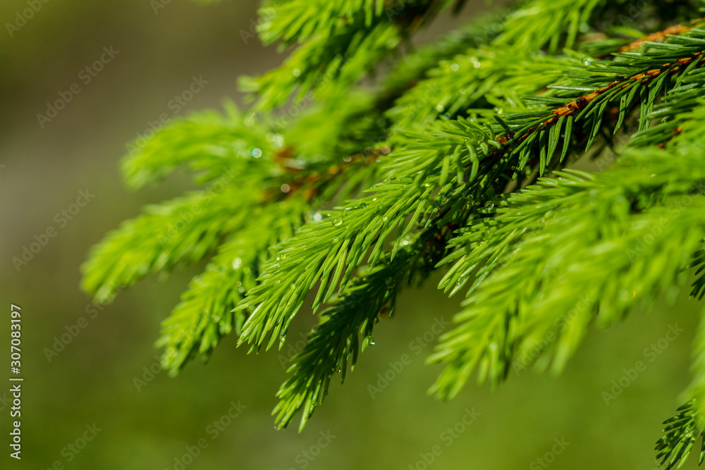 Branch in raindrops Branch in raindrops