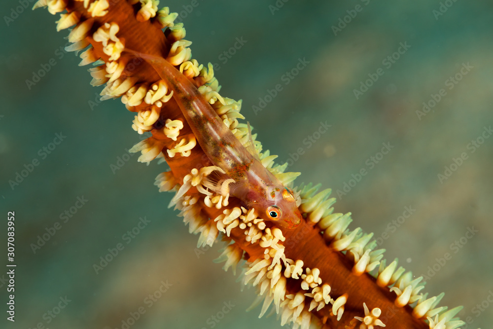 Naklejka premium The surprising underwater world of the Indian and Pacifical Oceans