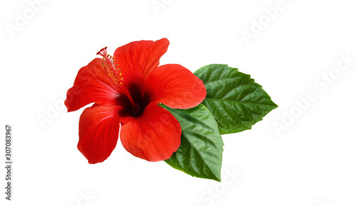 Red hibiscus flower with gr...